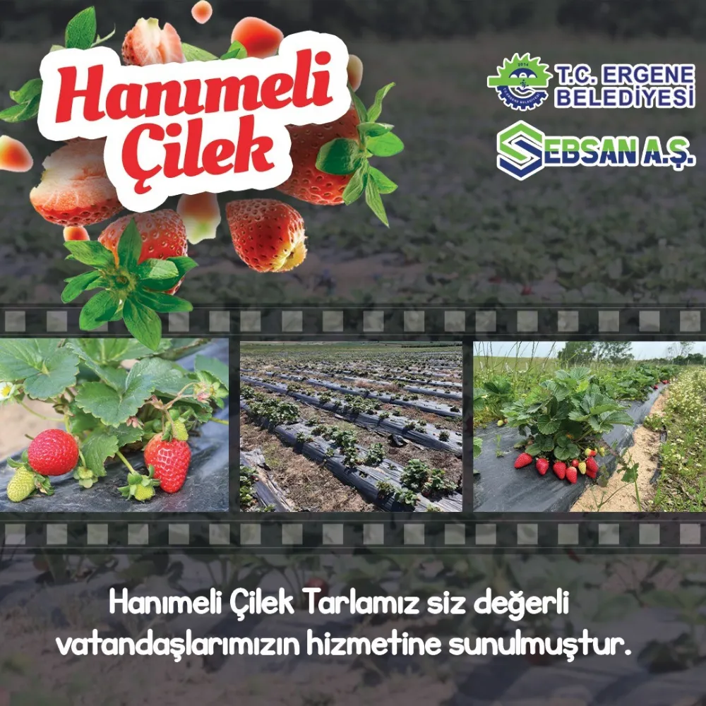 Hanım Eli Çiçek Tarlası